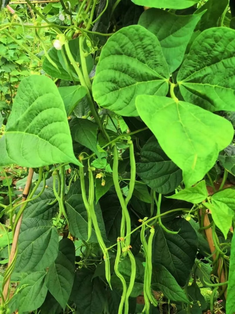 高原夏菜，优质架豆王大量上市，质量好，还便宜