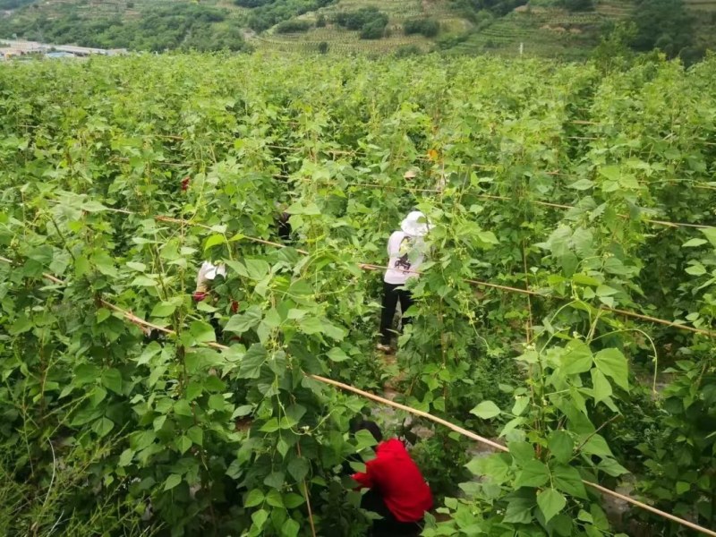 高原夏菜，优质架豆王大量上市，质量好，还便宜