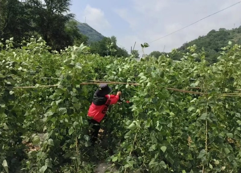 高原夏菜，优质架豆王大量上市，质量好，还便宜