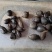 乌灵参鲜货，（鸡枞胆）鲜货，