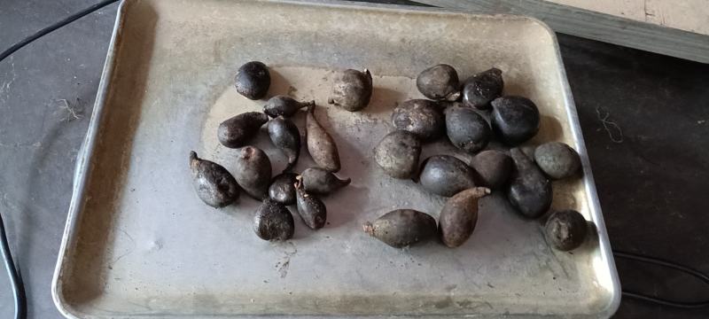 乌灵参鲜货，（鸡枞胆）鲜货，