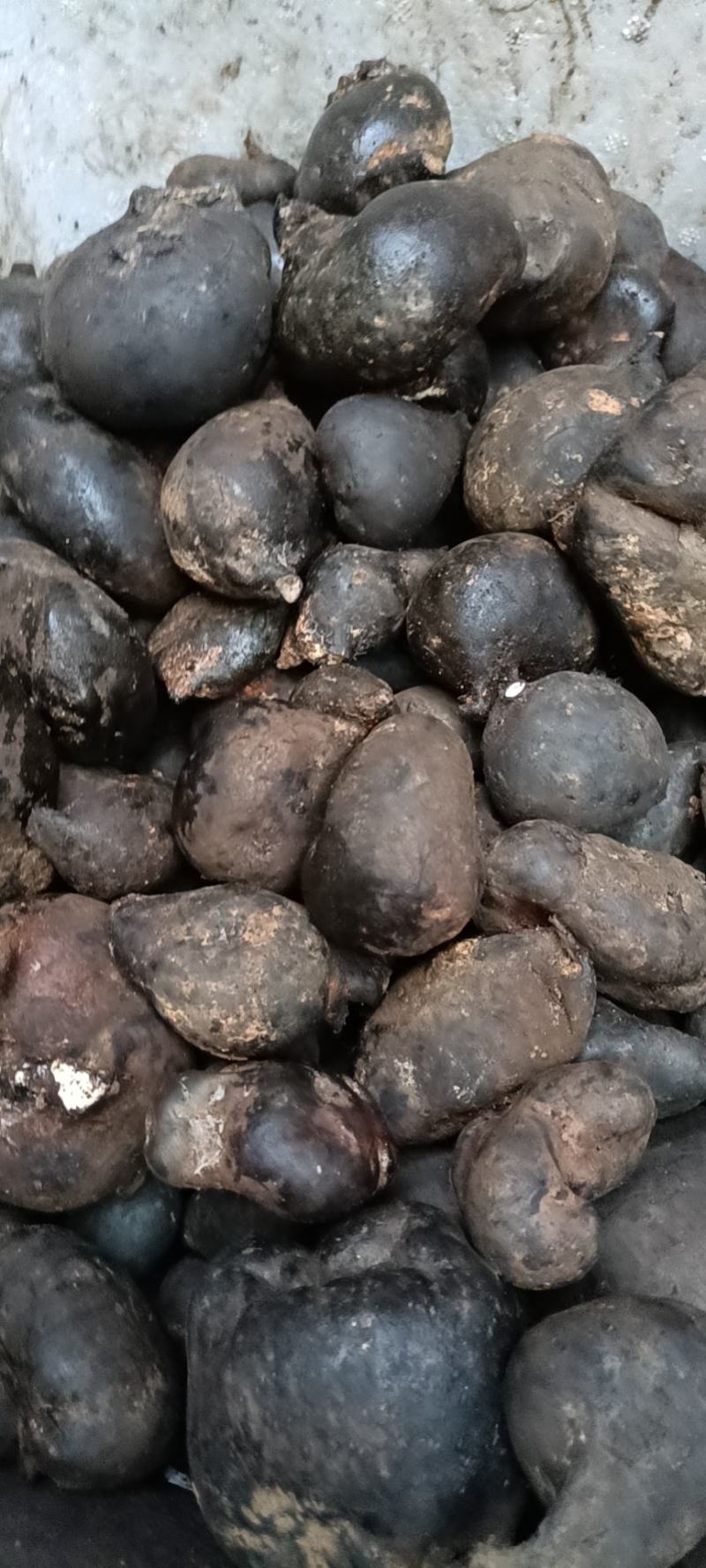 乌灵参鲜货，（鸡枞胆）鲜货，