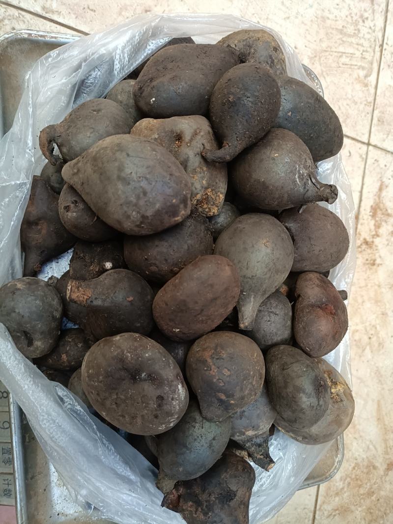 乌灵参鲜货，（鸡枞胆）鲜货，