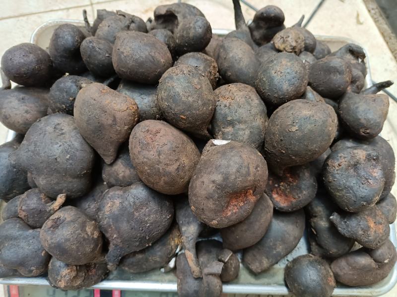 乌灵参鲜货，（鸡枞胆）鲜货，