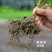精品卫矛大量上市质优价廉欢迎全国新老客户订购