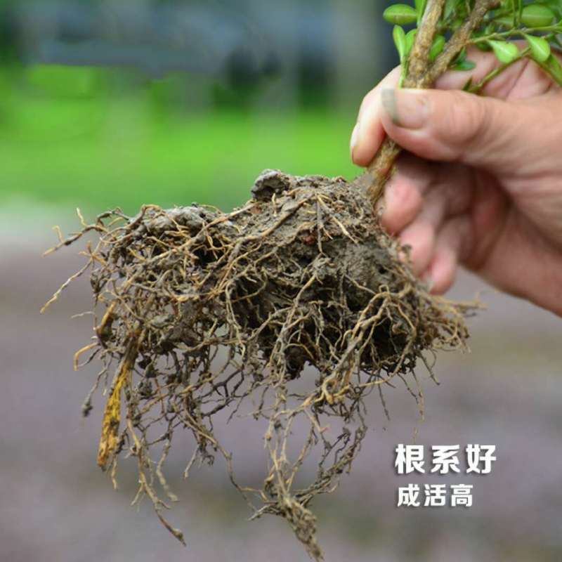 精品卫矛大量上市质优价廉欢迎全国新老客户订购