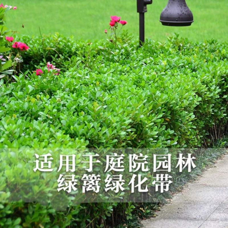 精品卫矛大量上市质优价廉欢迎全国新老客户订购