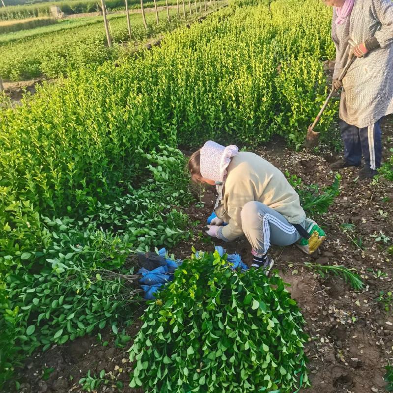 精品卫矛大量上市质优价廉欢迎全国新老客户订购