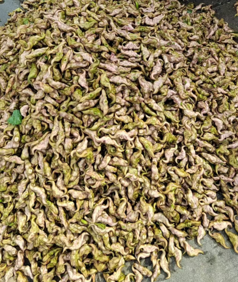纯老菱角