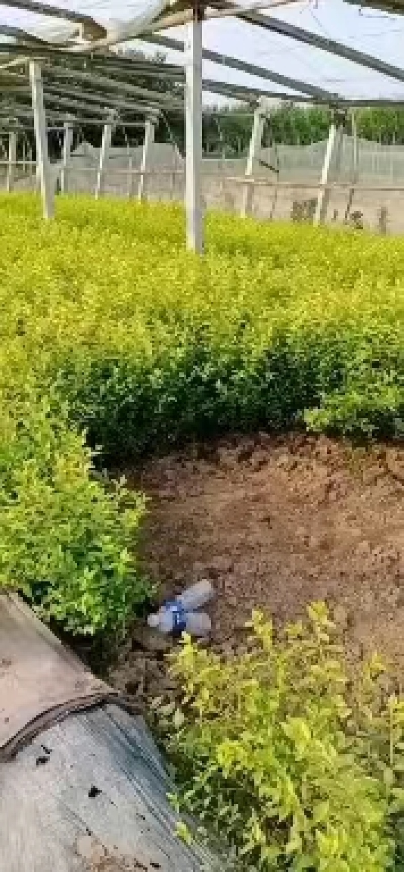 金叶女贞大量有货基地直供质优价廉欢迎全国客户订购