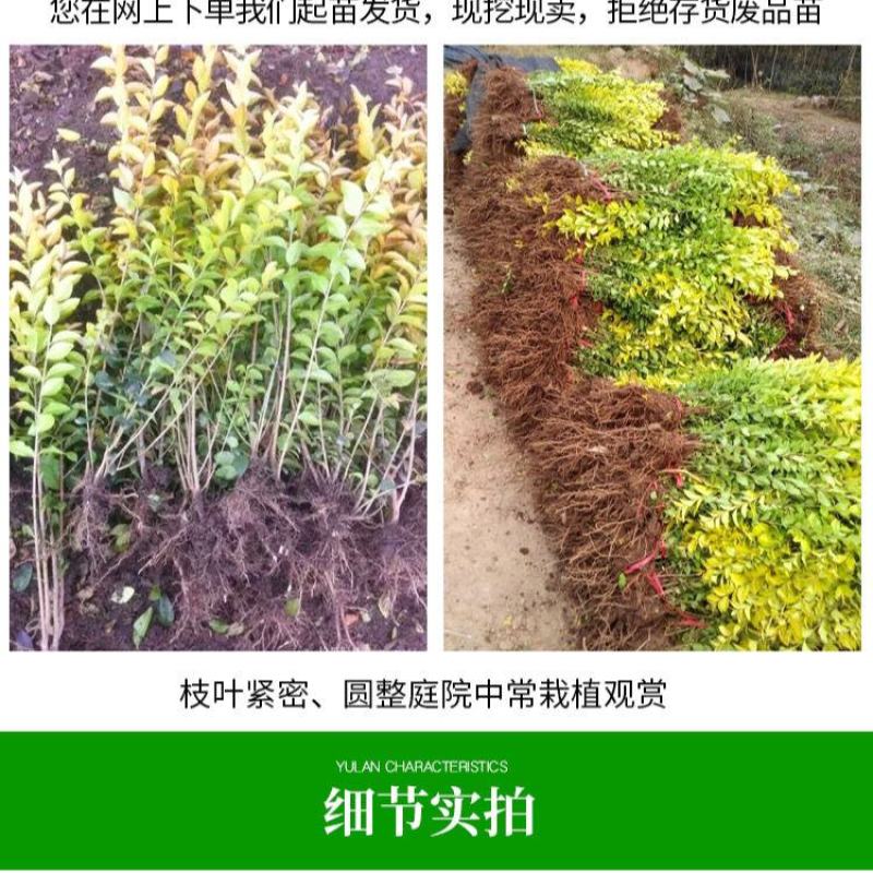 金叶女贞大量有货基地直供质优价廉欢迎全国客户订购