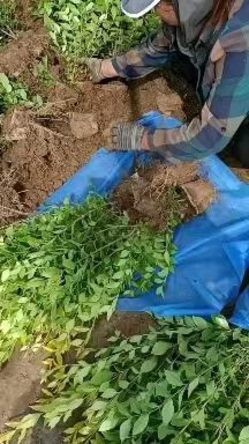 金叶女贞大量有货基地直供质优价廉欢迎全国客户订购