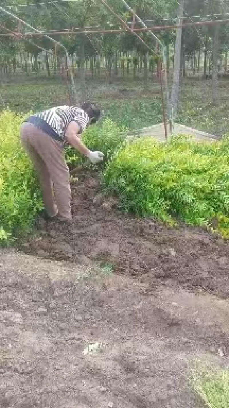 金叶女贞大量有货基地直供质优价廉欢迎全国客户订购