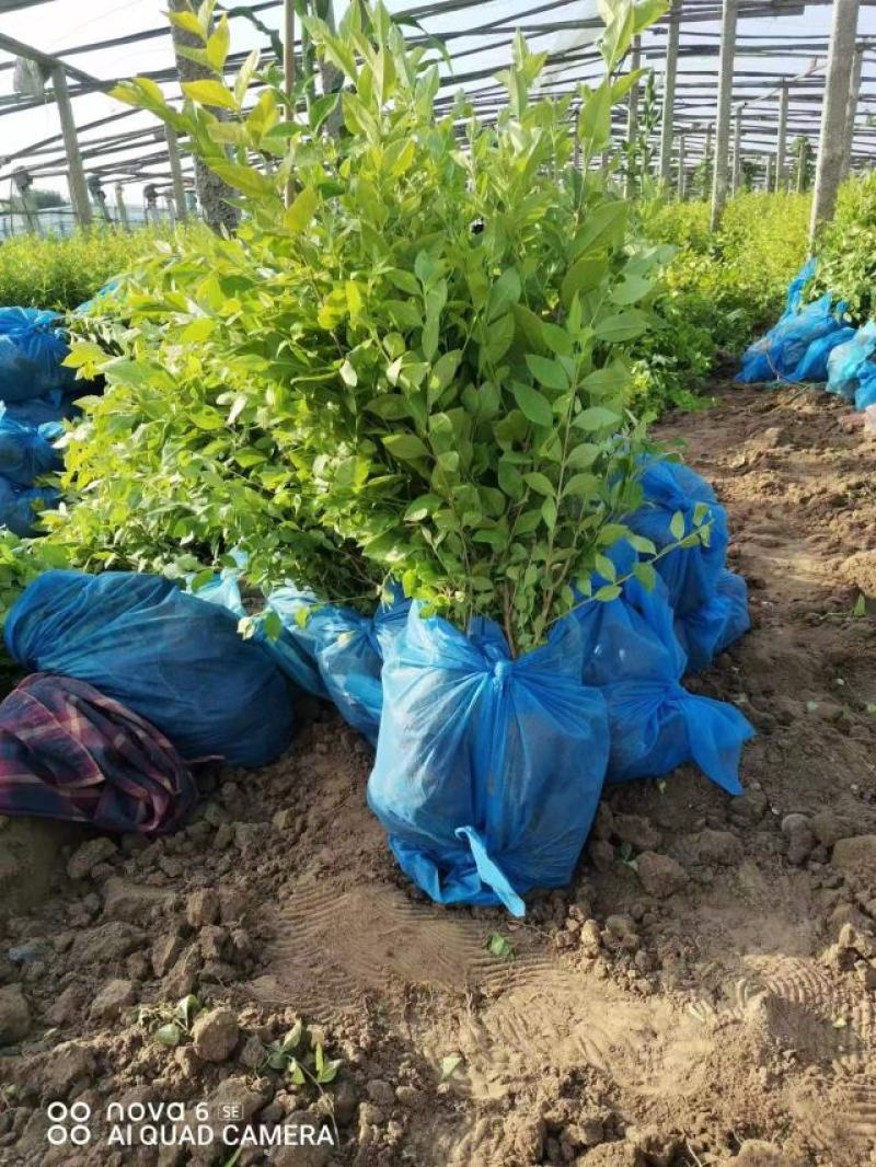 金叶女贞大量有货基地直供质优价廉欢迎全国客户订购