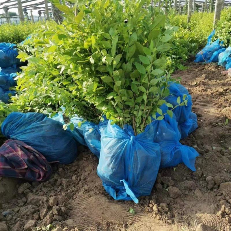 金叶女贞大量有货基地直供质优价廉欢迎全国客户订购