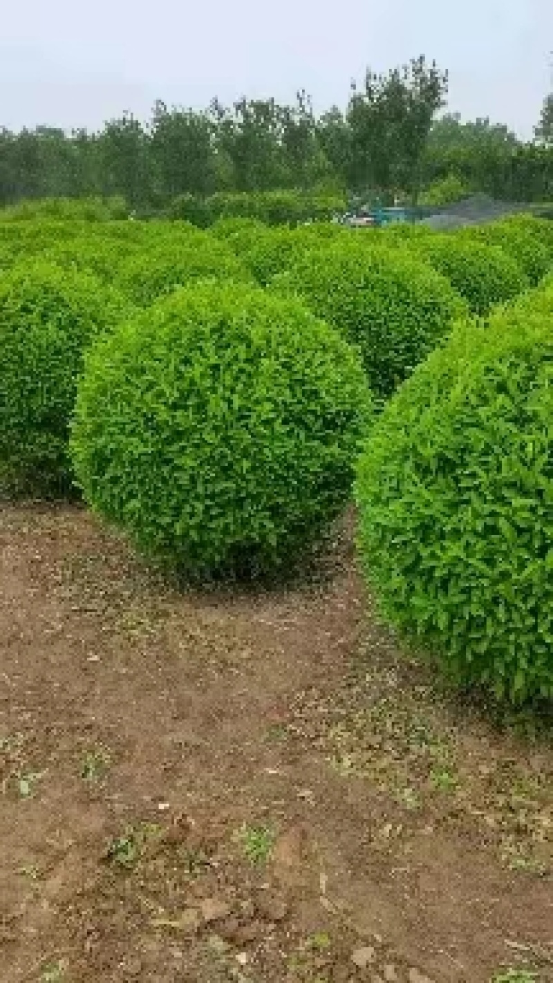 精品卫矛球基地直发四季常青现挖现发欢迎订购