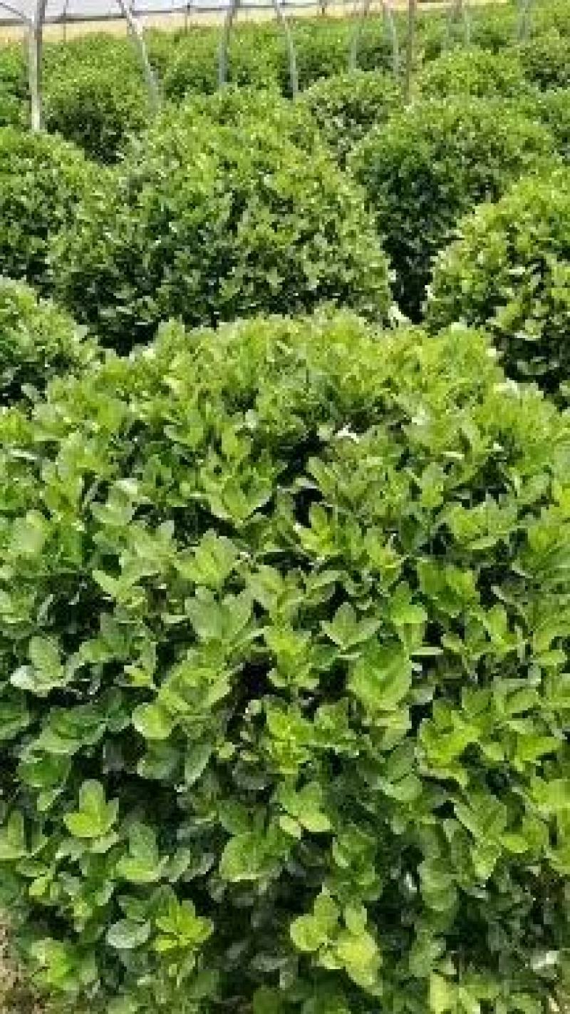 精品卫矛球基地直发四季常青现挖现发欢迎订购