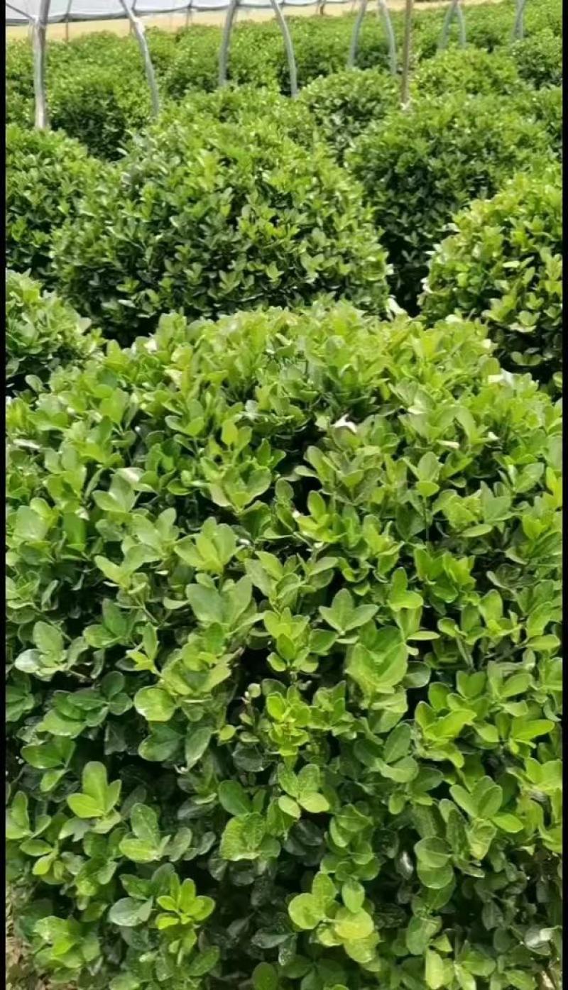 精品卫矛球基地直发四季常青现挖现发欢迎订购