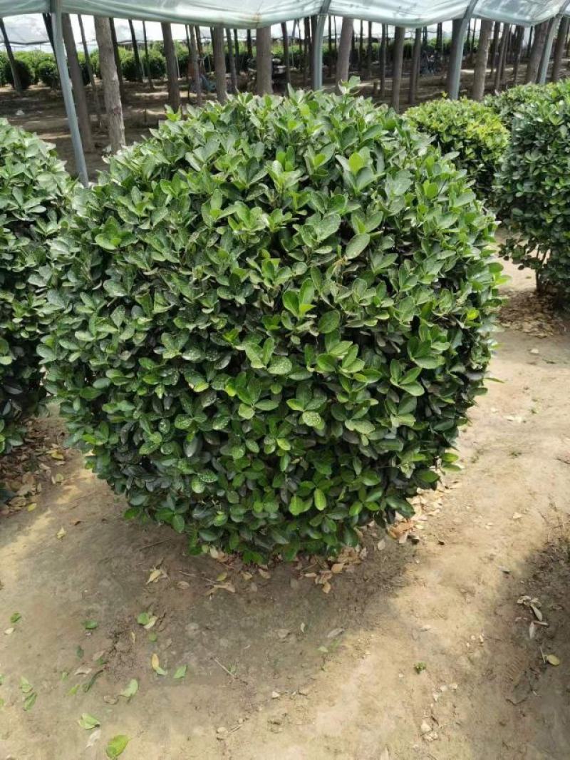 精品卫矛球基地直发四季常青现挖现发欢迎订购