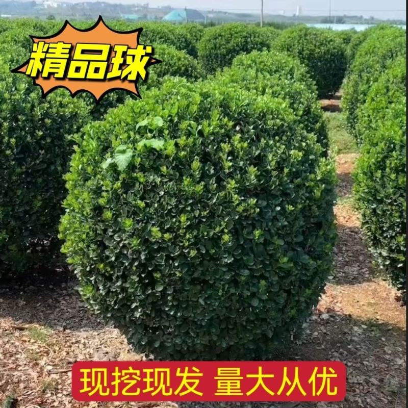 精品卫矛球基地直发四季常青现挖现发欢迎订购