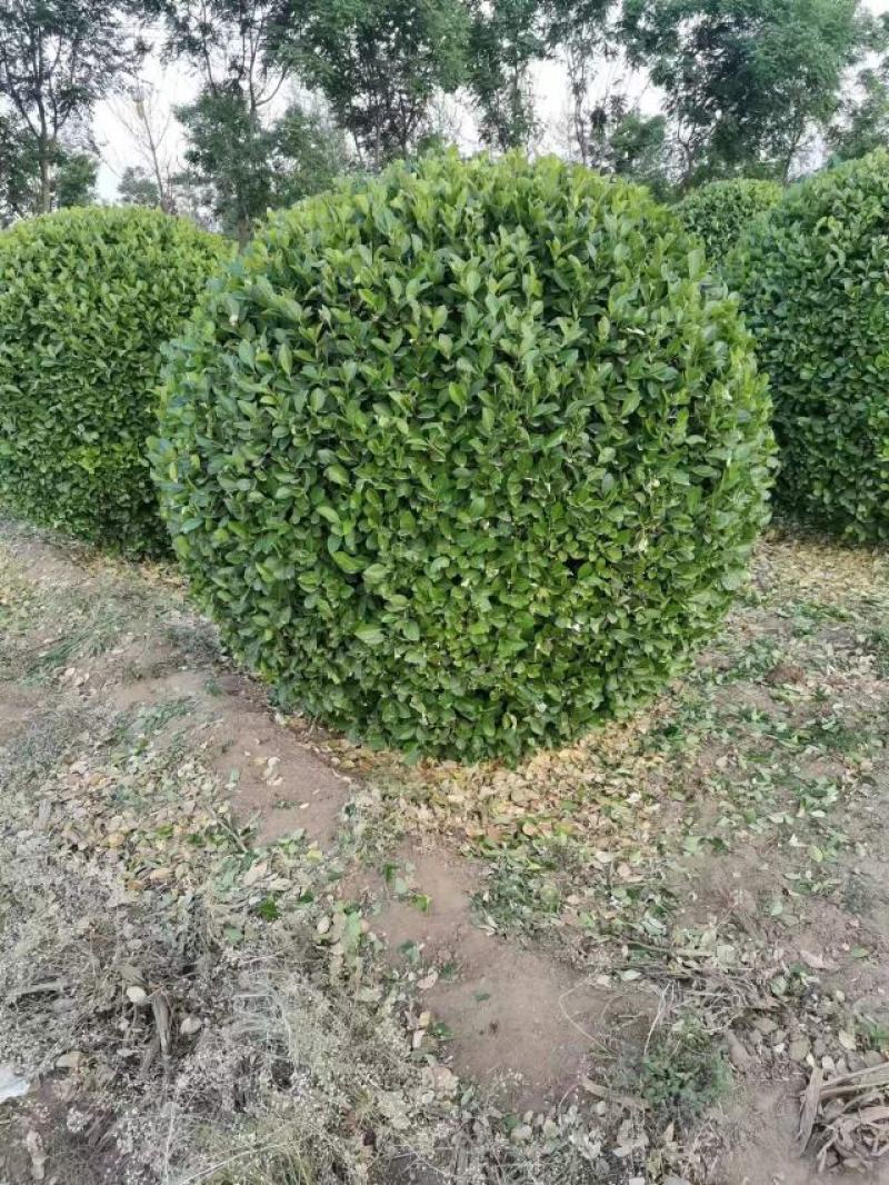 精品卫矛球基地直发四季常青现挖现发欢迎订购