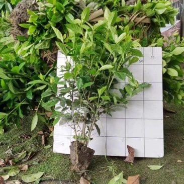 自产自销精品大叶栀子花，量大从优欢迎选购