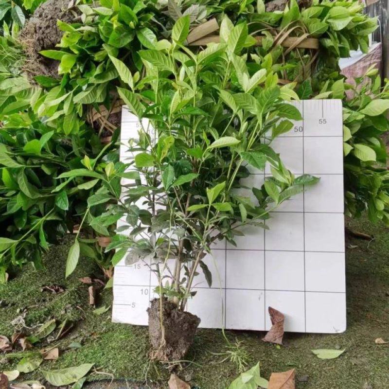 自产自销精品大叶栀子花，量大从优欢迎选购