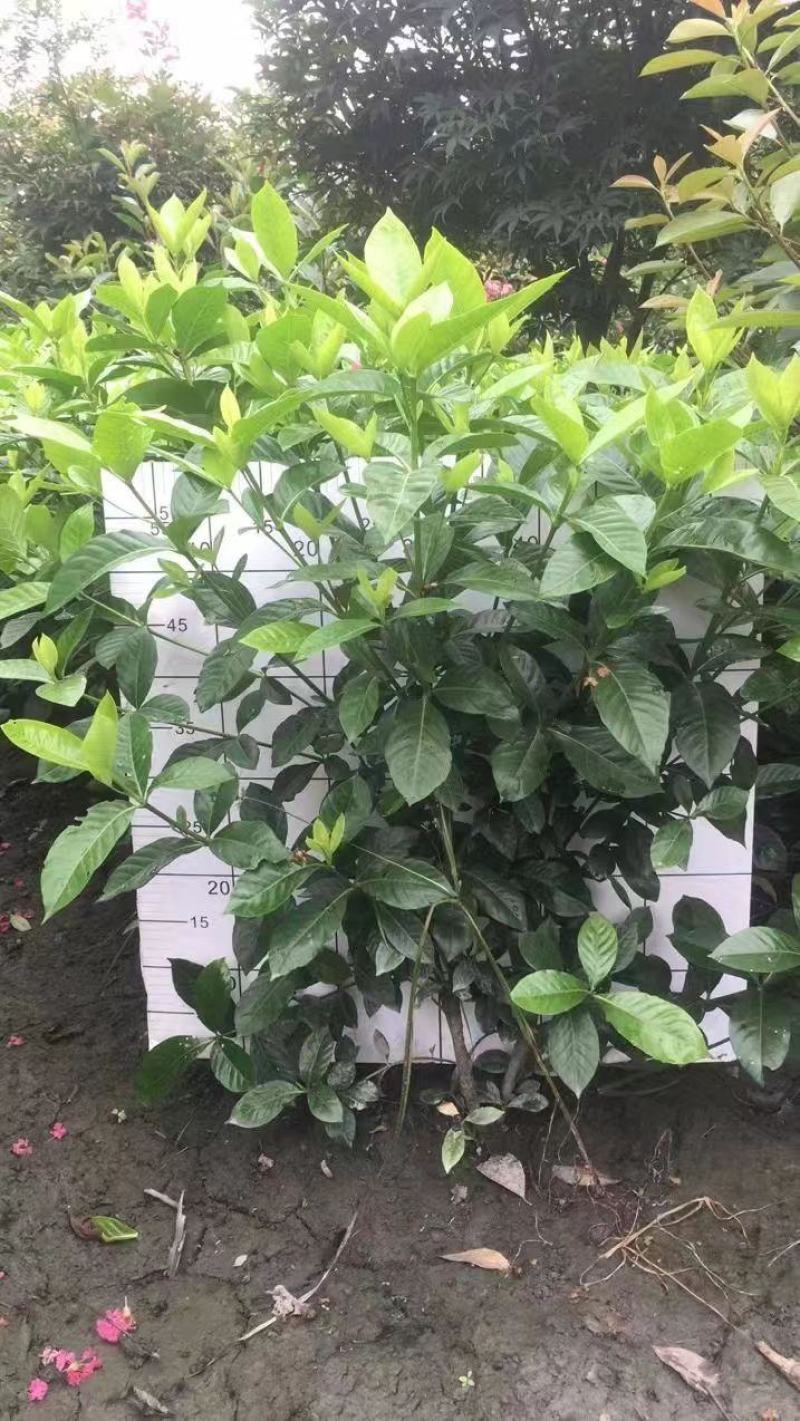自产自销精品大叶栀子花，量大从优欢迎选购