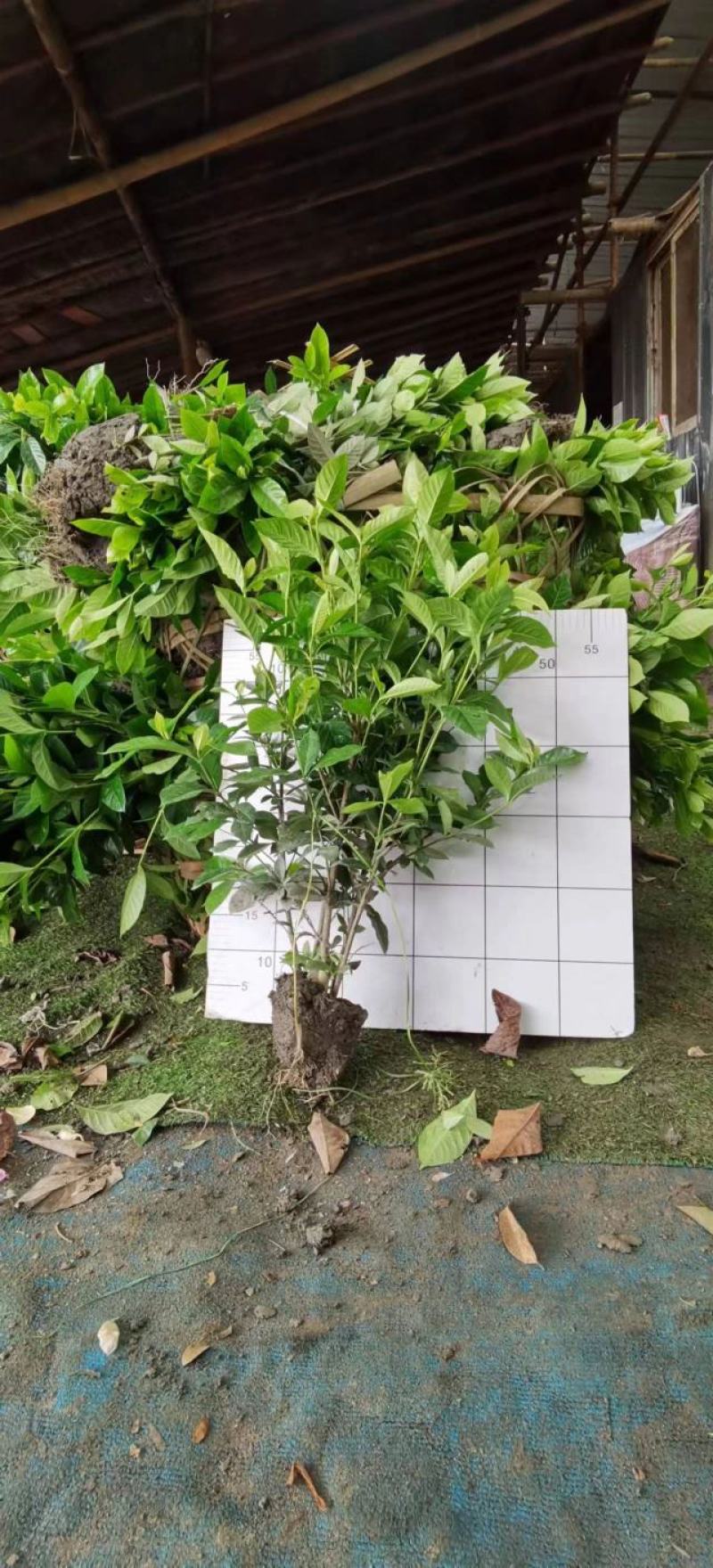 自产自销精品大叶栀子花，量大从优欢迎选购