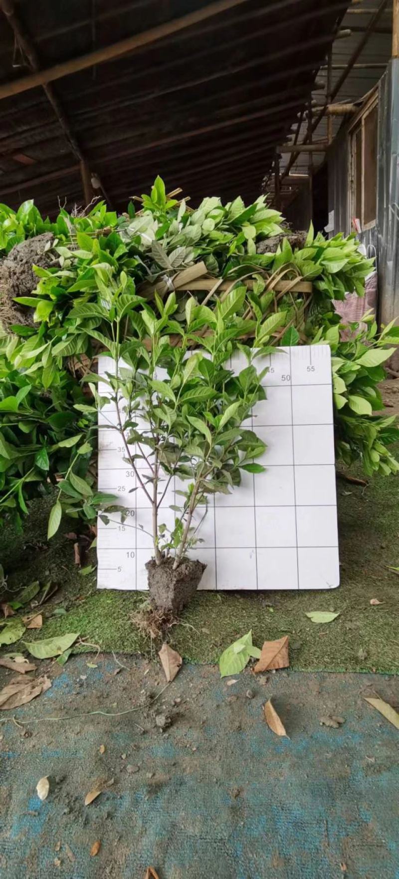 自产自销精品大叶栀子花，量大从优欢迎选购