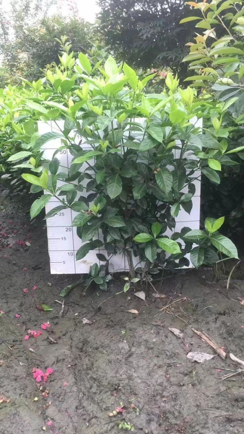 自产自销精品大叶栀子花，量大从优欢迎选购
