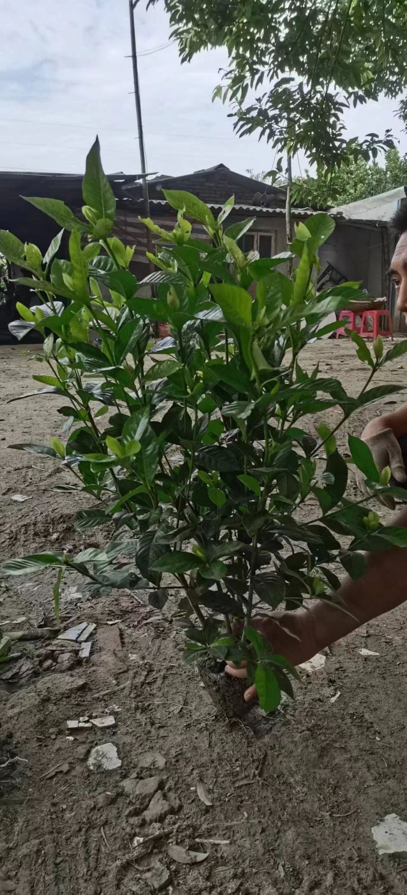 自产自销精品大叶栀子花，量大从优欢迎选购