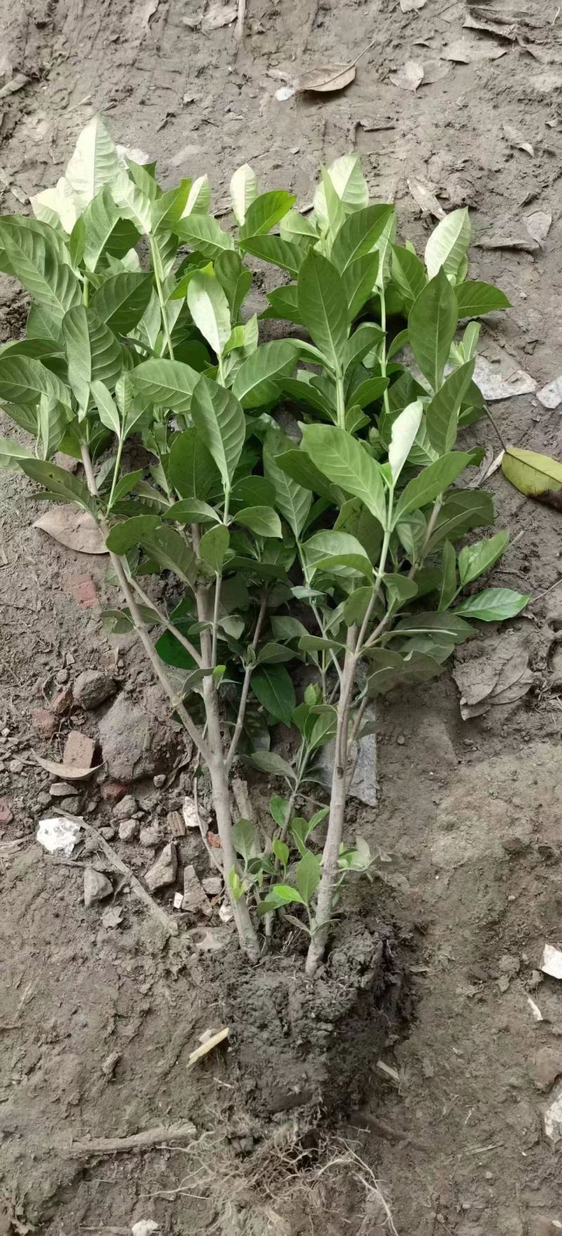 自产自销精品大叶栀子花，量大从优欢迎选购