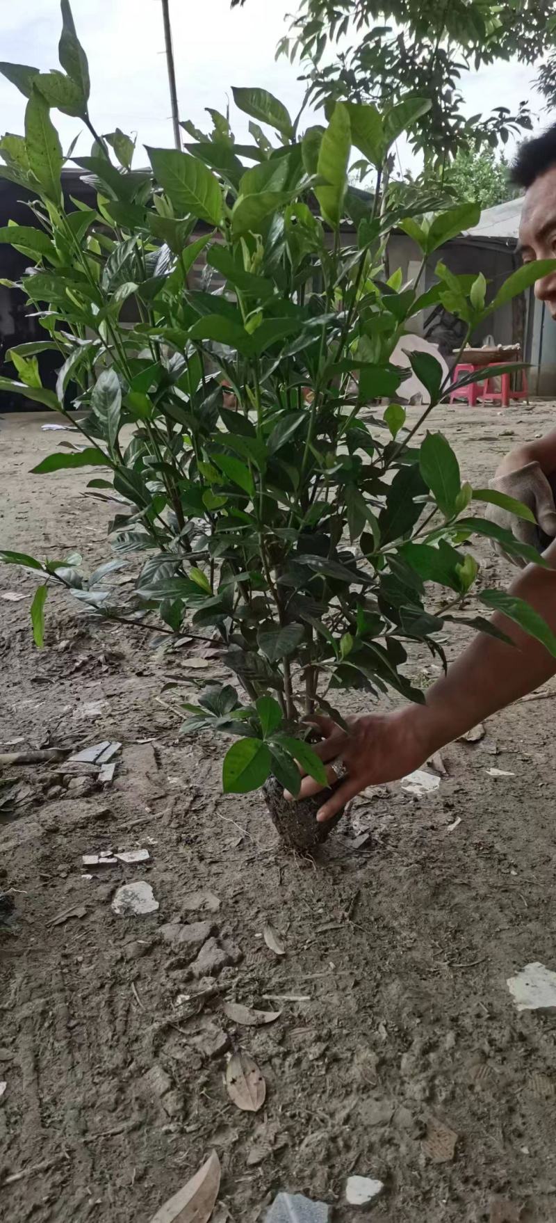 自产自销精品大叶栀子花，量大从优欢迎选购