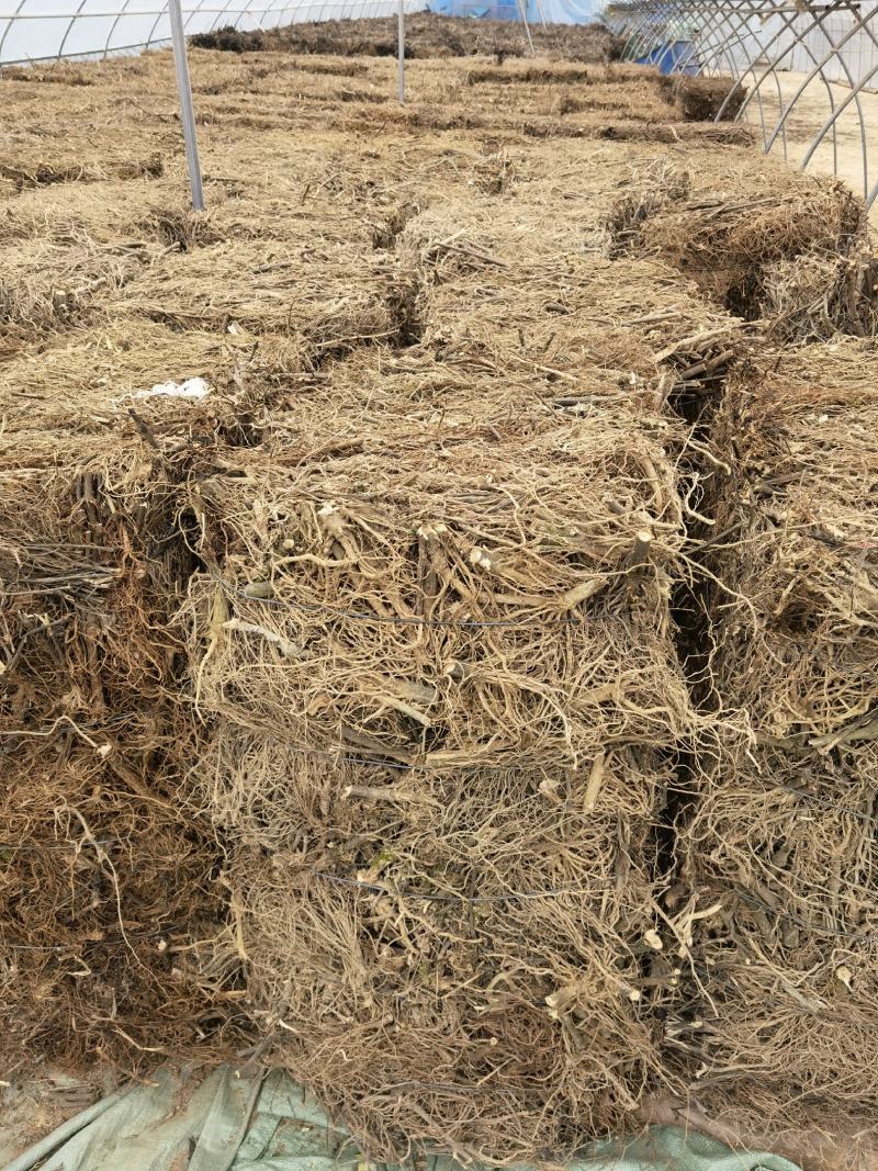 南板蓝根云南产地批发包检板蓝根高含量南板蓝根