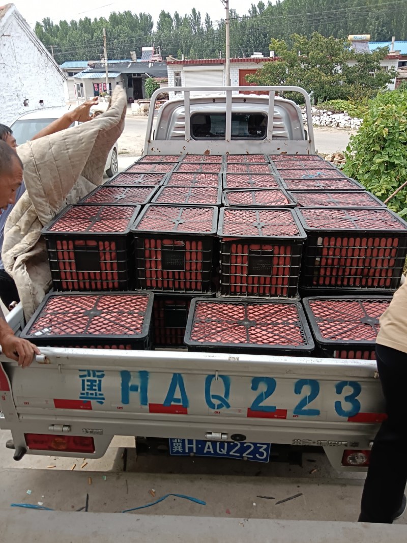 海南高山贵妃芒果(红金龙)产地整车直发对接电商可代配物流