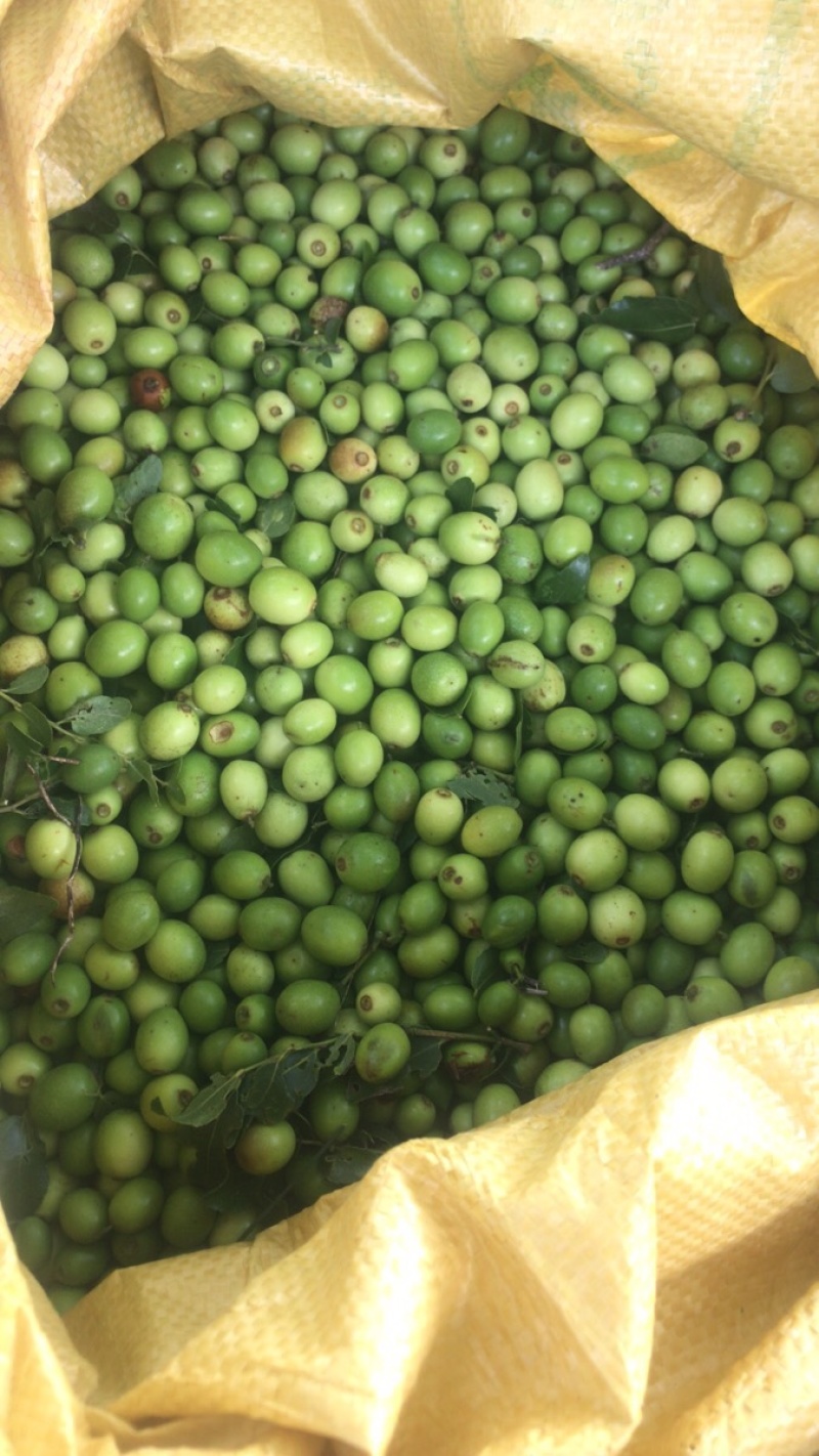 卖野生酸枣！皮薄！核大！仁子饱满！