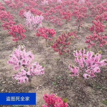 寿星桃花