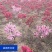 寿星桃花