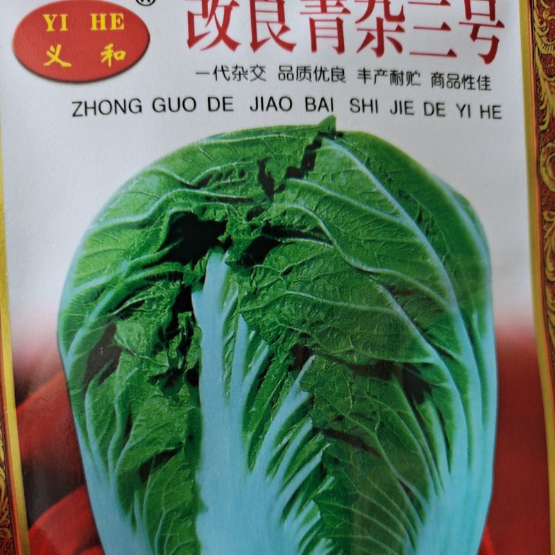 改良青杂三号大白菜卷心菜种子杂交中晚熟85天蔬菜