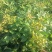 内蒙金赤芍种子