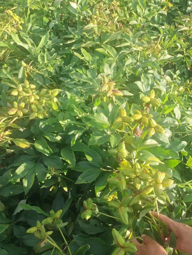 内蒙金赤芍种子
