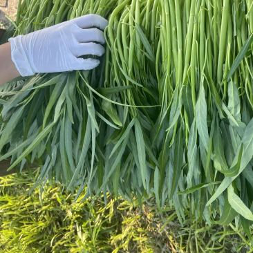 广东空心菜大量上市产地直发欢迎各位老板来抢购