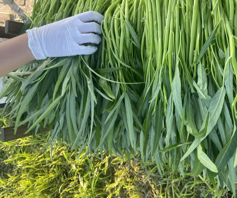 广东空心菜大量上市产地直发欢迎各位老板来抢购