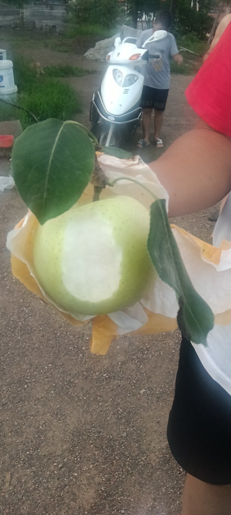 皇冠梨泗水，大梨，莱阳梨鸭梨绿宝石