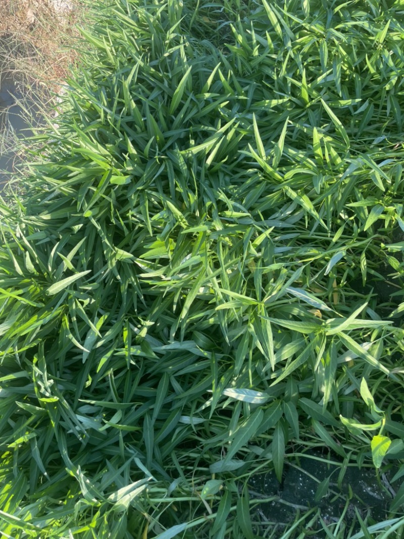 广东空心菜大量上市产地直发欢迎各位老板来抢购