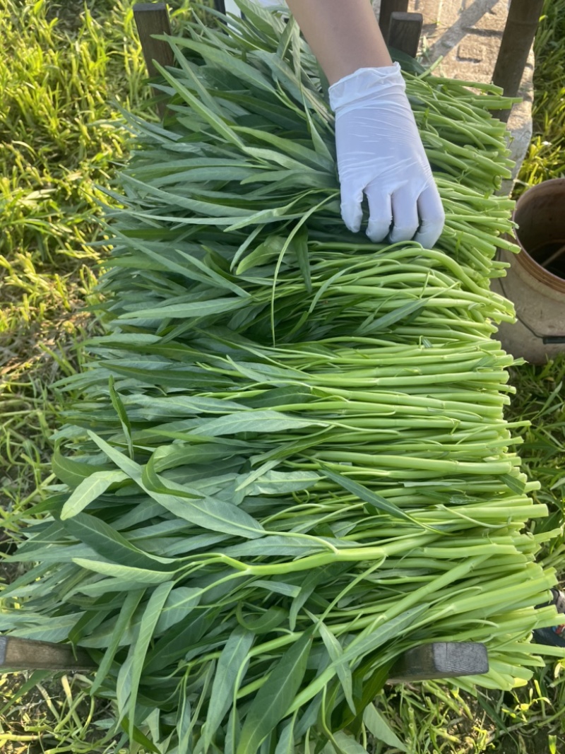 广东空心菜大量上市产地直发欢迎各位老板来抢购