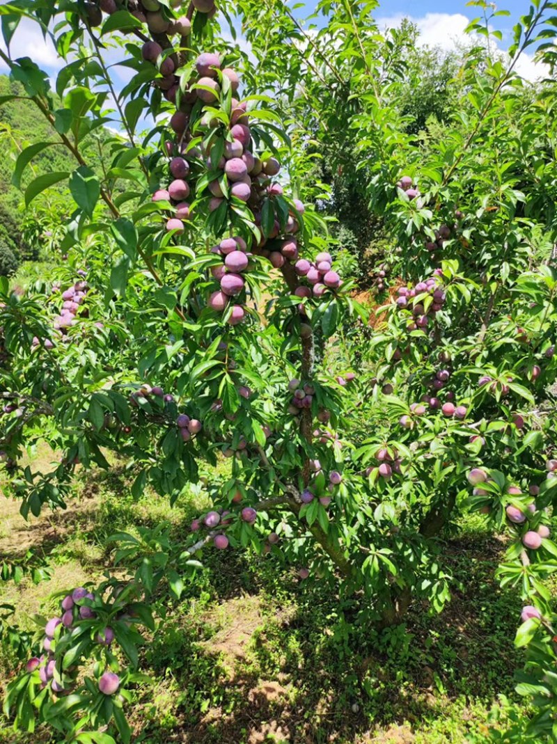 云南文山珍珠李上市大量供货高品质代发代收