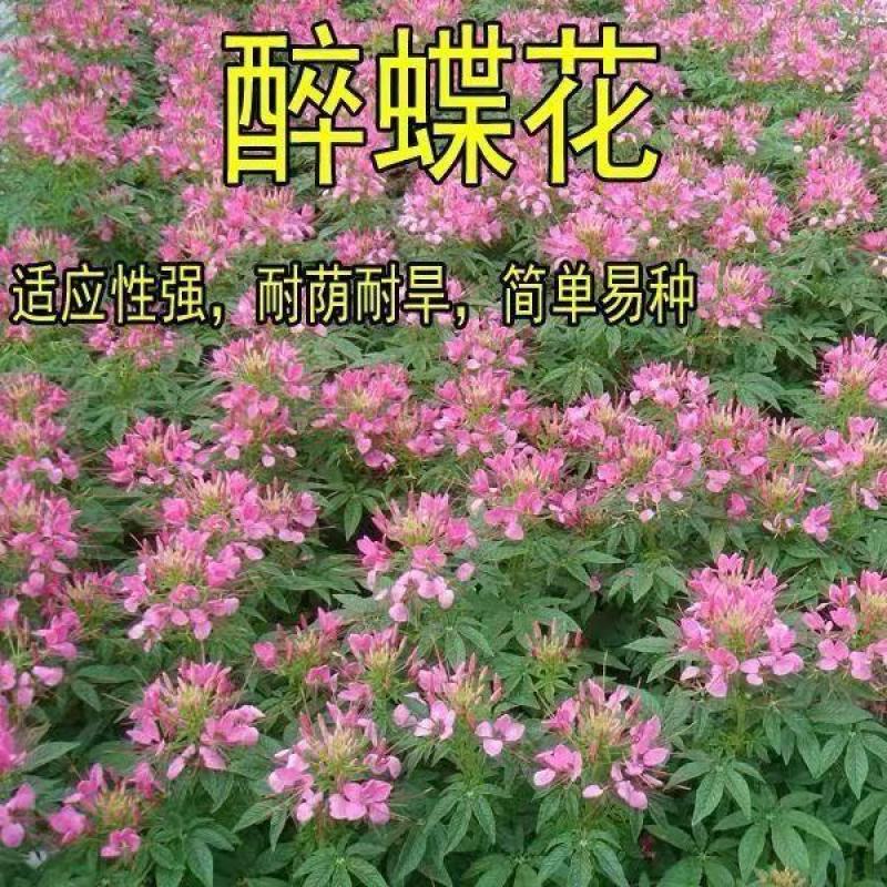 醉蝶花种子景观绿化盆栽花卉园林绿化蜜源花草植物花期长观赏