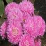 四季开花菊花翠菊花种子易活阳台盆栽庭院花海大菊花耐寒多年